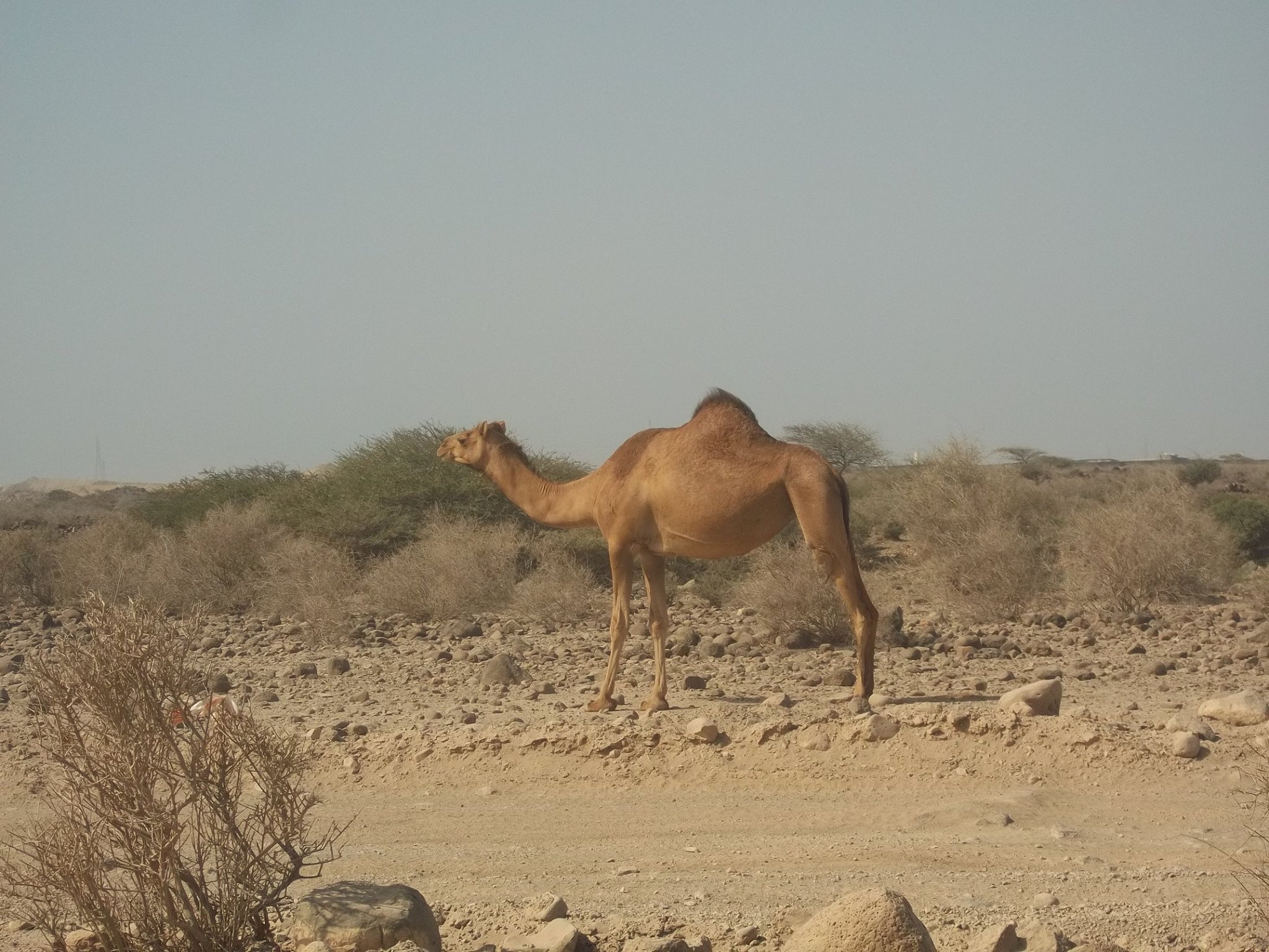 12792187_561152704042289_8139028334492706490_o